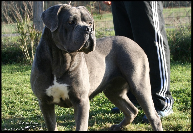 Julia Des Légendes De Jade